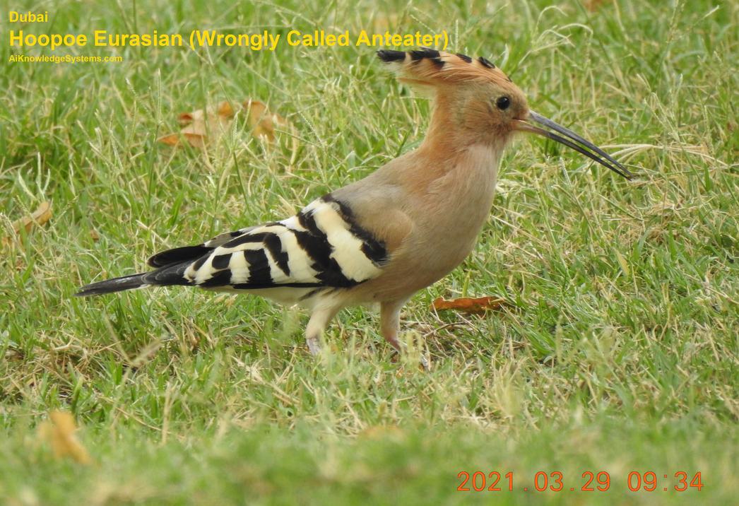 Hoopoe Eurasian (3) Coming Soon